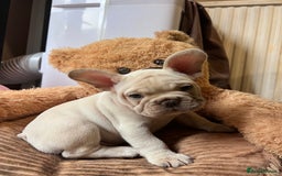 French Bulldog dogs for sale: Beautiful French Bulldog Puppies - Image 27