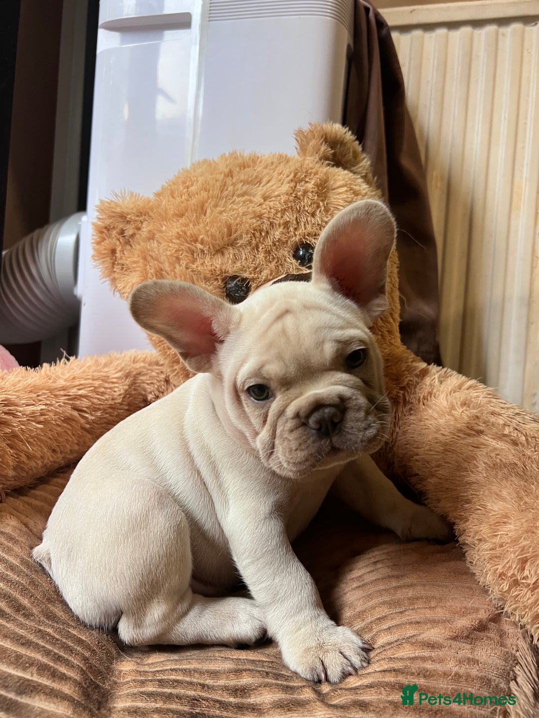 French Bulldog dogs for sale: Beautiful French Bulldog Puppies - Image 27