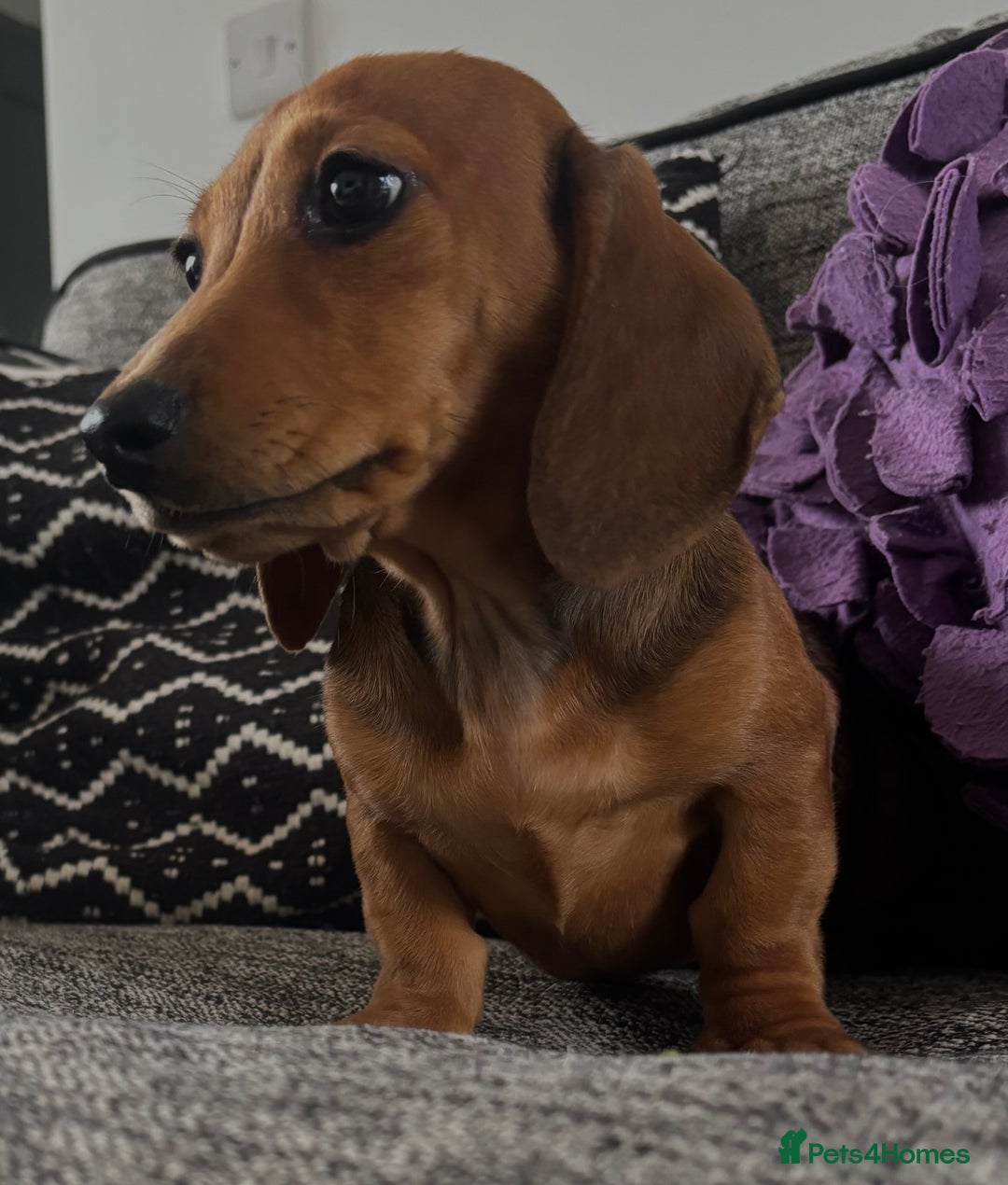 Dachshund dogs for sale: CHAMPION LINE KC REG MINI DACHSHUND GIRLS  - Image 13