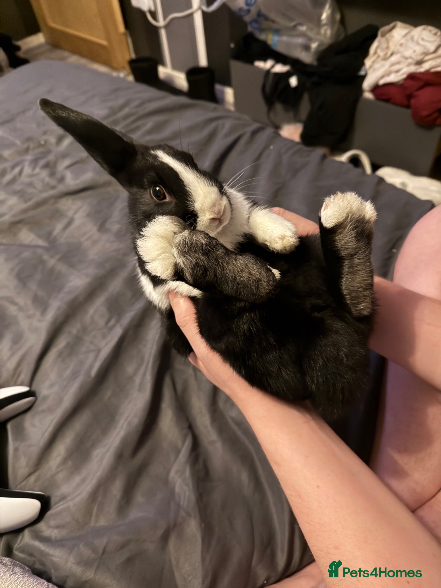 Mixed Breed rabbits for sale: 2 male rabbits for sale  - Advert 3