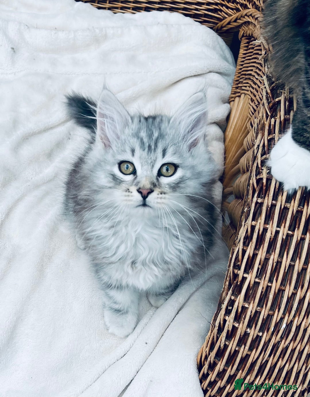 Siberian cats for sale: Fluffy, purebred, healthy Siberians come available - Advert 11