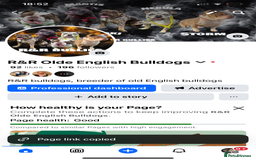 Olde English Bulldogge dogs for sale: Old English Bulldog PUPPIES 👀‼️ - Image 3