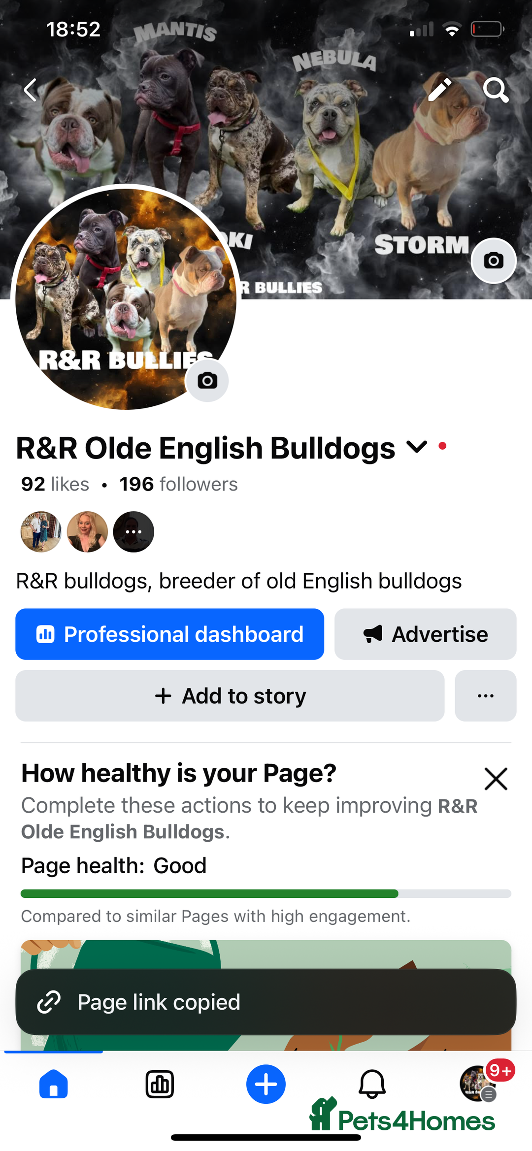 Olde English Bulldogge dogs for sale: Old English Bulldog PUPPIES 👀‼️ - Image 3