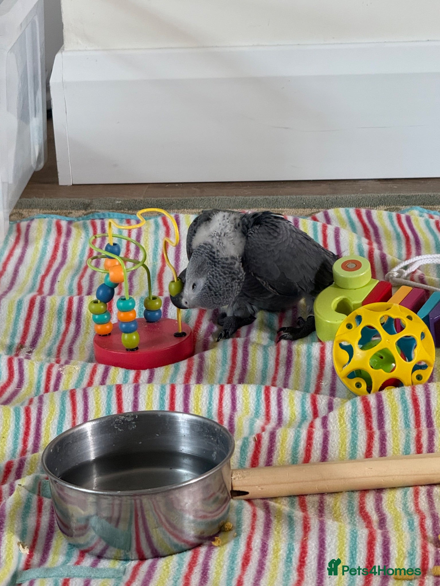 Parrots birds handreared african grey babies - Advert 1