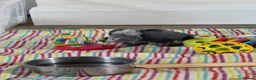 Parrots birds for sale: handreared african grey babies - Advert 1