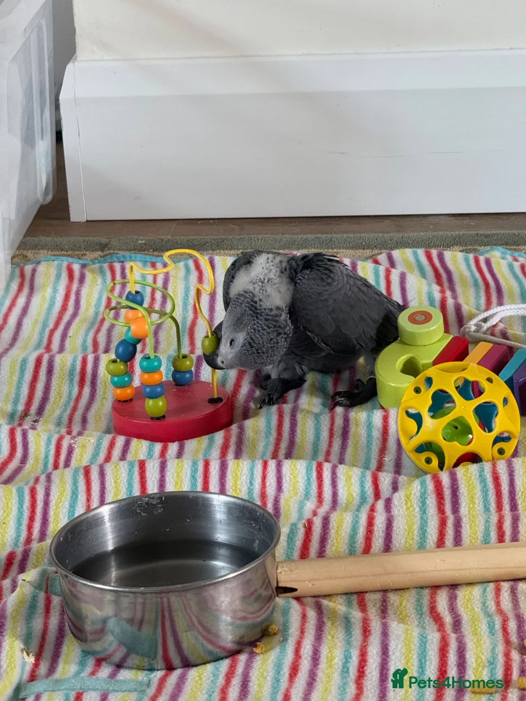 Parrots birds for sale: handreared african grey babies - Advert 1