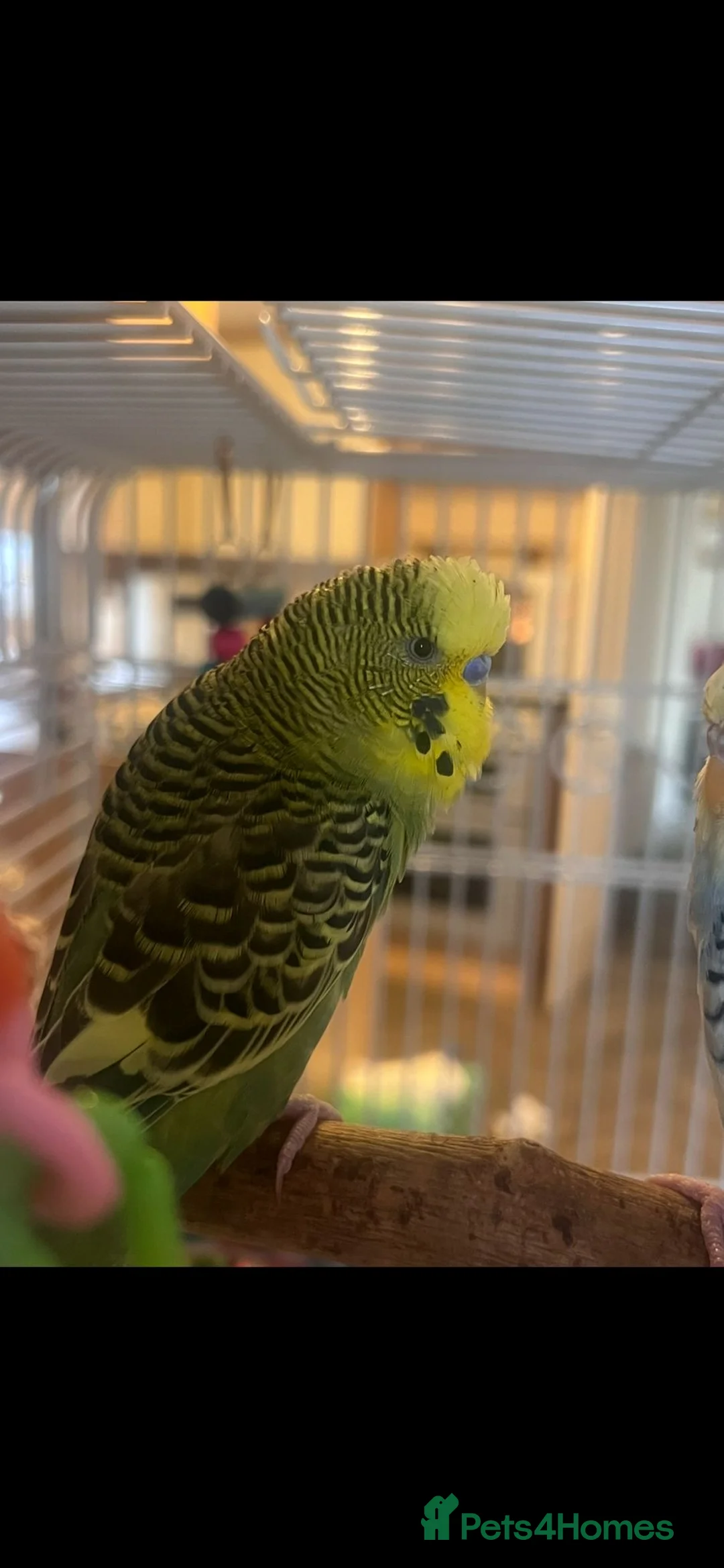 Budgerigars birds for sale: Beautiful pair of bugies - Advert 3