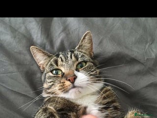 Mixed Breed cats 2 cats - Advert 4