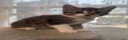 Mixed Breed cats for sale: 3 beautiful kittens for sale  - Advert 5
