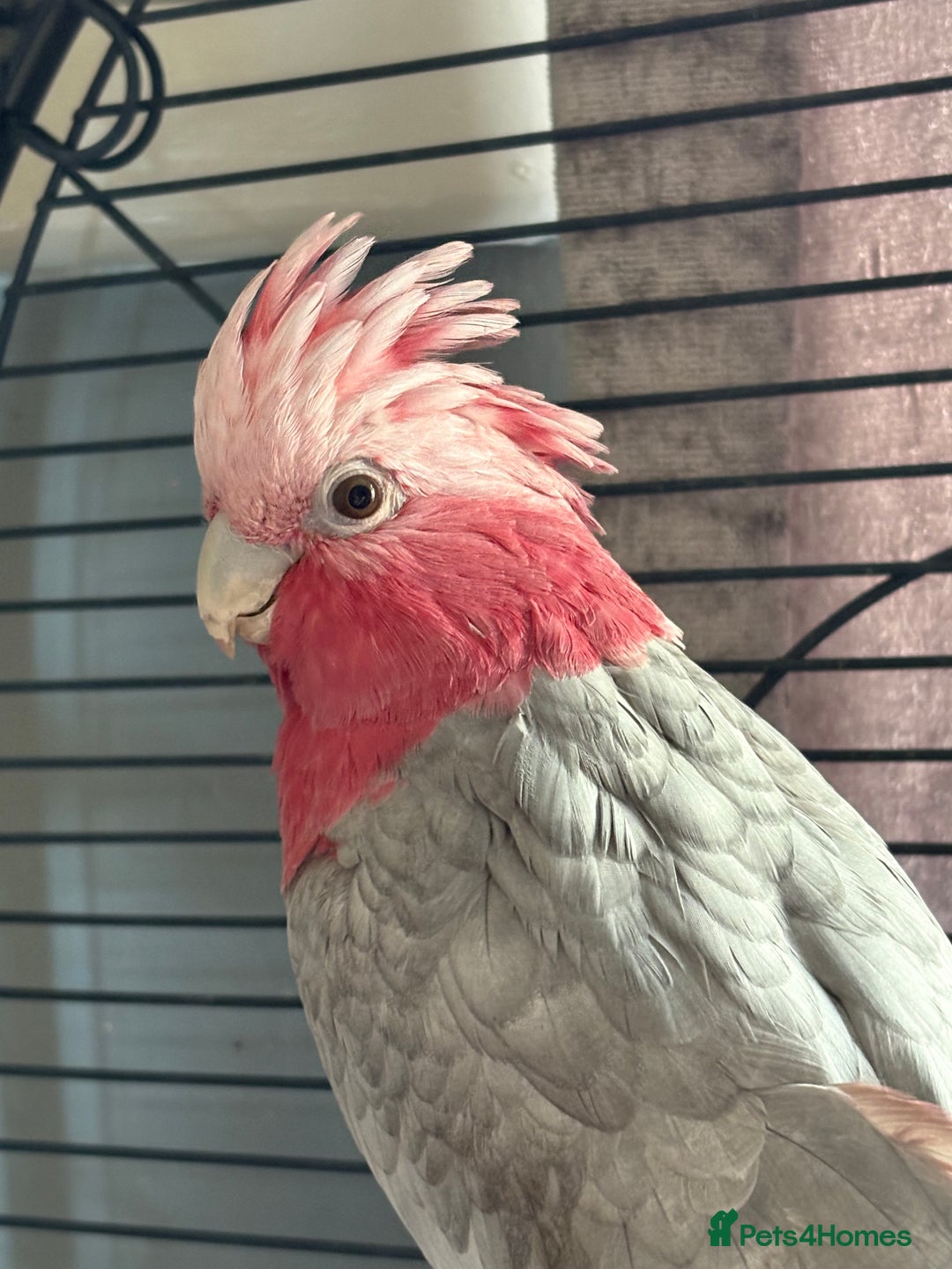 Parrots birds for sale: Galah cockatoo - Advert 1