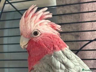 Parrots birds Galah cockatoo - Advert 1