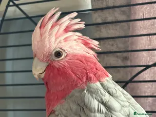 Parrots birds Galah cockatoo - Advert 3