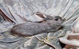 Mixed Breed rabbits for sale: Handsome young lilac otter bunny boy - Image 1