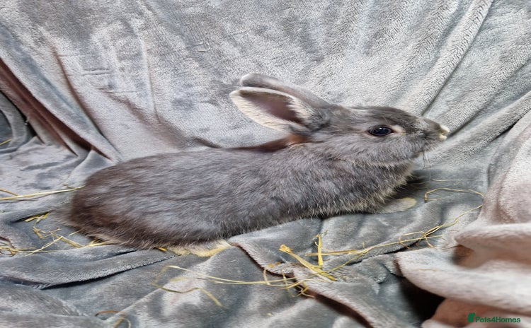 Mixed Breed rabbits - Advert 10