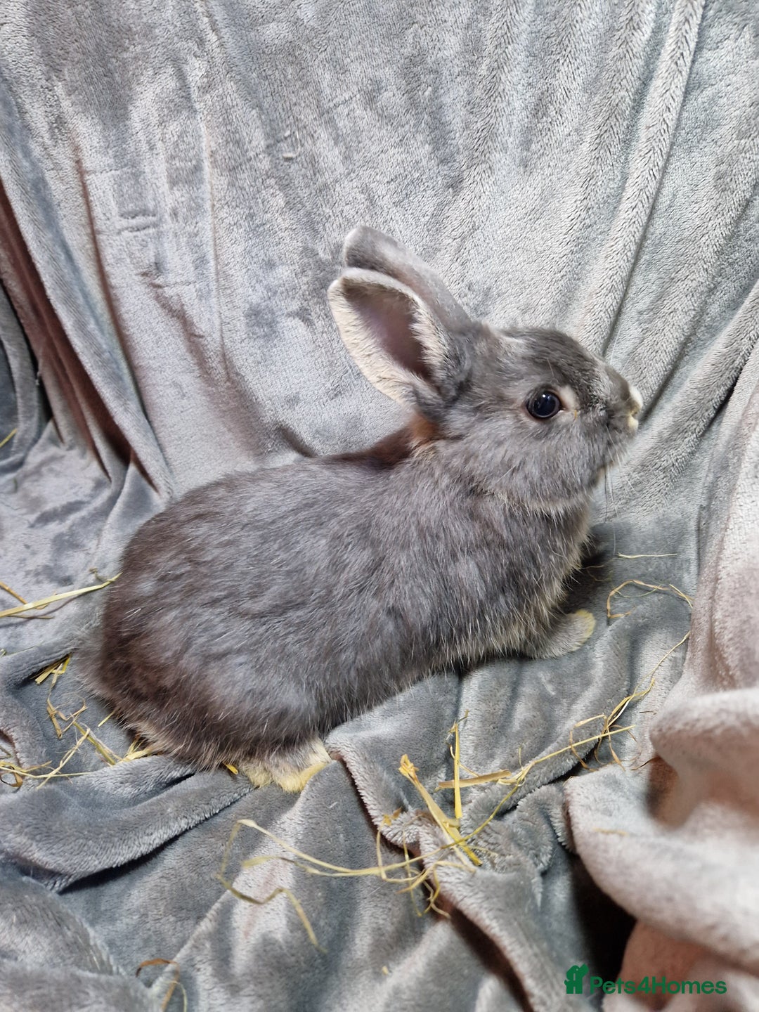 Mixed Breed rabbits for sale: Handsome young lilac otter bunny boy - Image 1