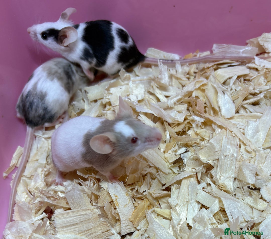 Mouse rodents for sale: Female baby mice ready now  - Image 14
