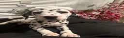 Dalmatian dogs for sale: Dalmatian boys 2 stunning boys left - Advert 16