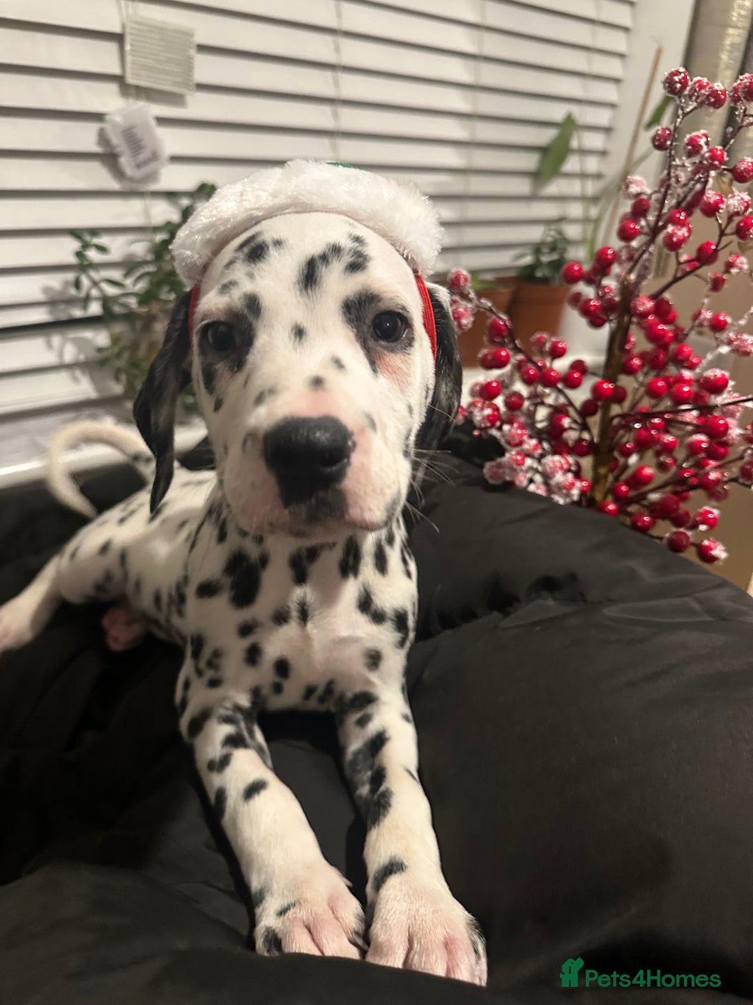 Dalmatian dogs for sale: Dalmatian boys 2 stunning boys left - Advert 16