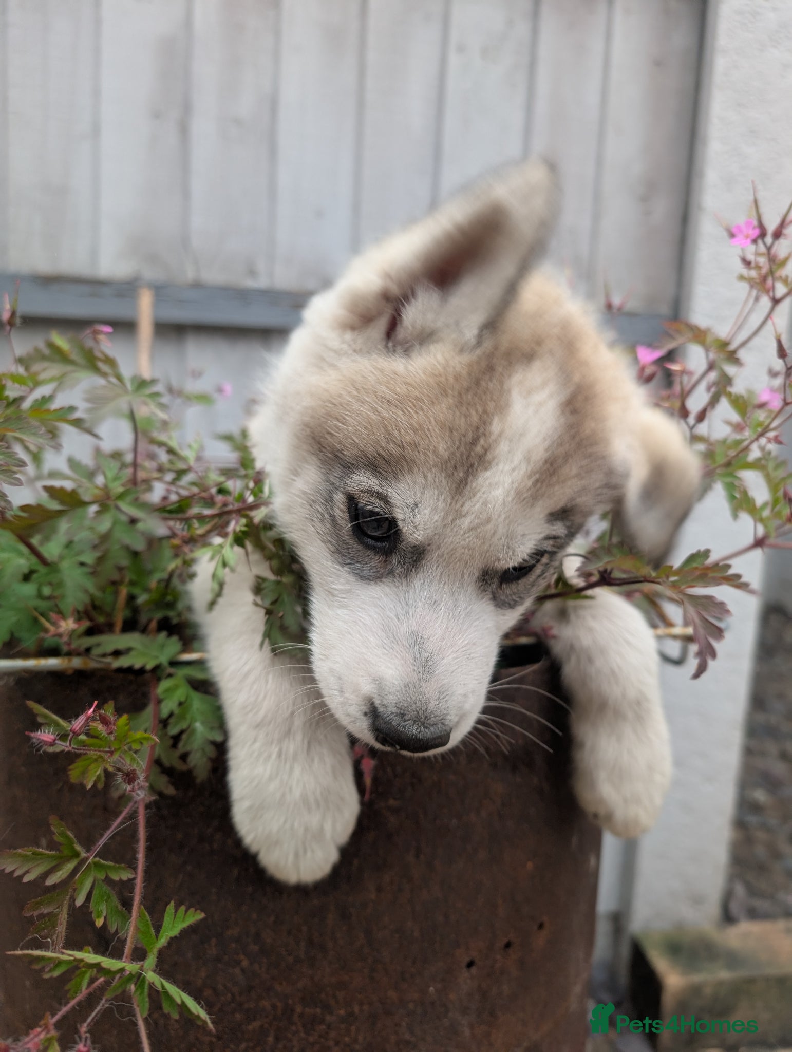 Siberian Husky dogs for sale: Siberian Husky puppies - Advert 13