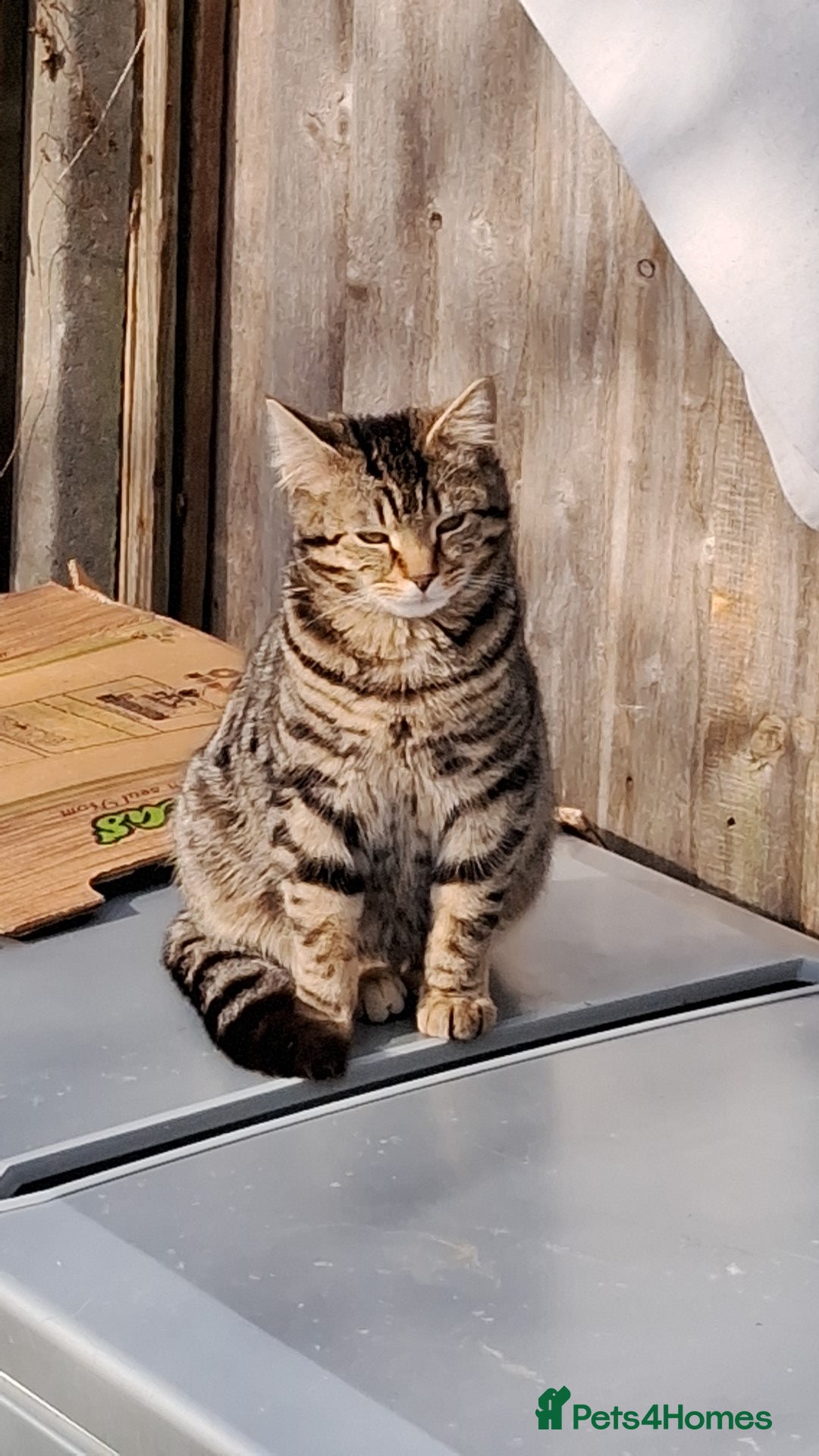 Mixed Breed cats for sale: Furry friends  - Advert 1