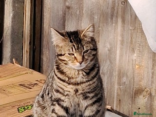 Mixed Breed cats Furry friends - Advert 1