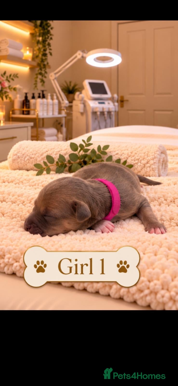Italian Greyhound dogs for sale: Stunning Italian greyhound puppies  - Advert 10