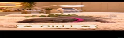 Italian Greyhound dogs for sale: Stunning Italian greyhound puppies  - Advert 1
