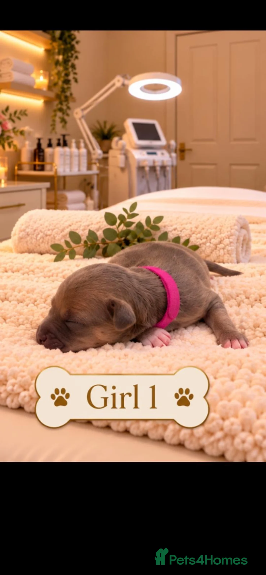 Italian Greyhound dogs for sale: Stunning Italian greyhound puppies  - Advert 1