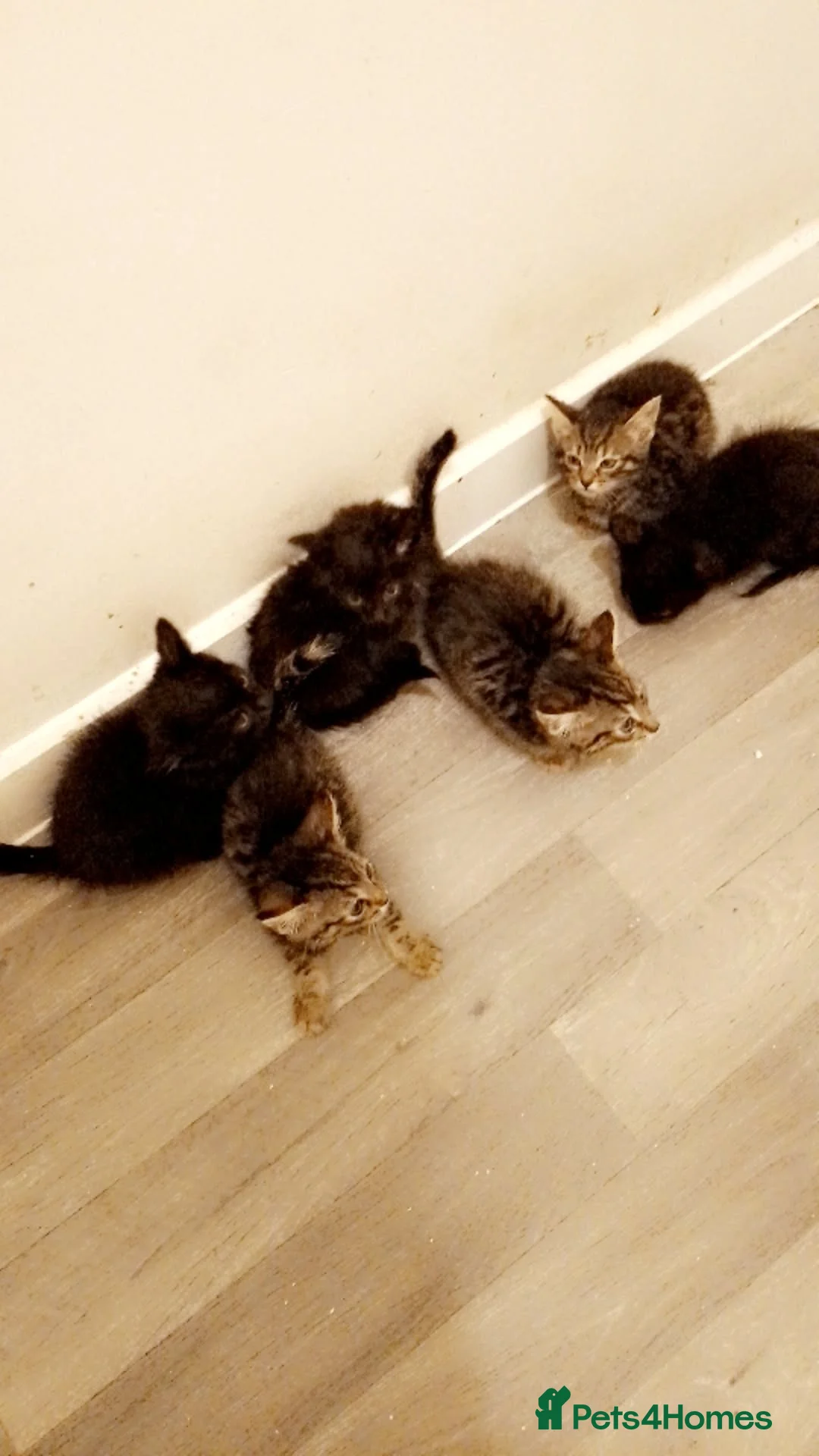 Mixed Breed cats for sale: Lovely kittens looking for forever home - Advert 5
