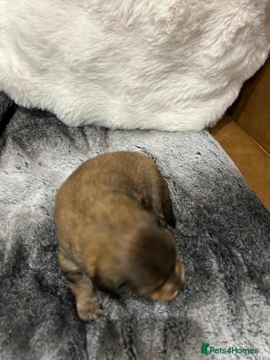 Mixed Breed dogs for sale: Miniature dachshund pomeranian sausage dog small  - Advert 24