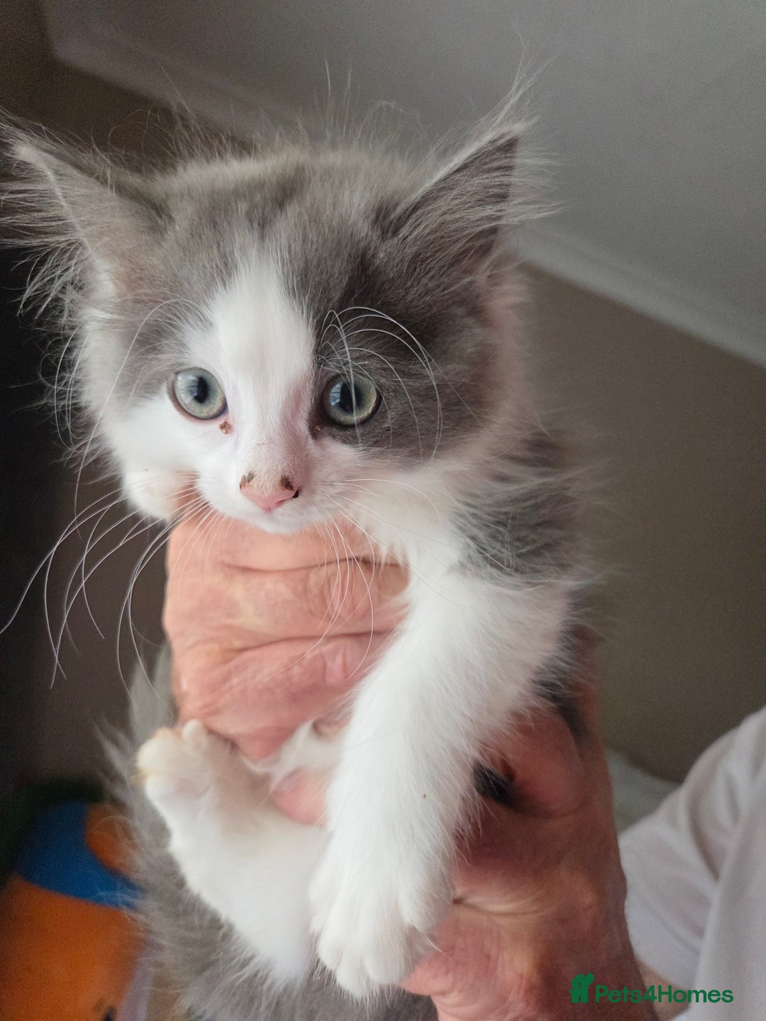 Ragdoll cats for sale: Ragdoll cross Somali kittens  - Image 5