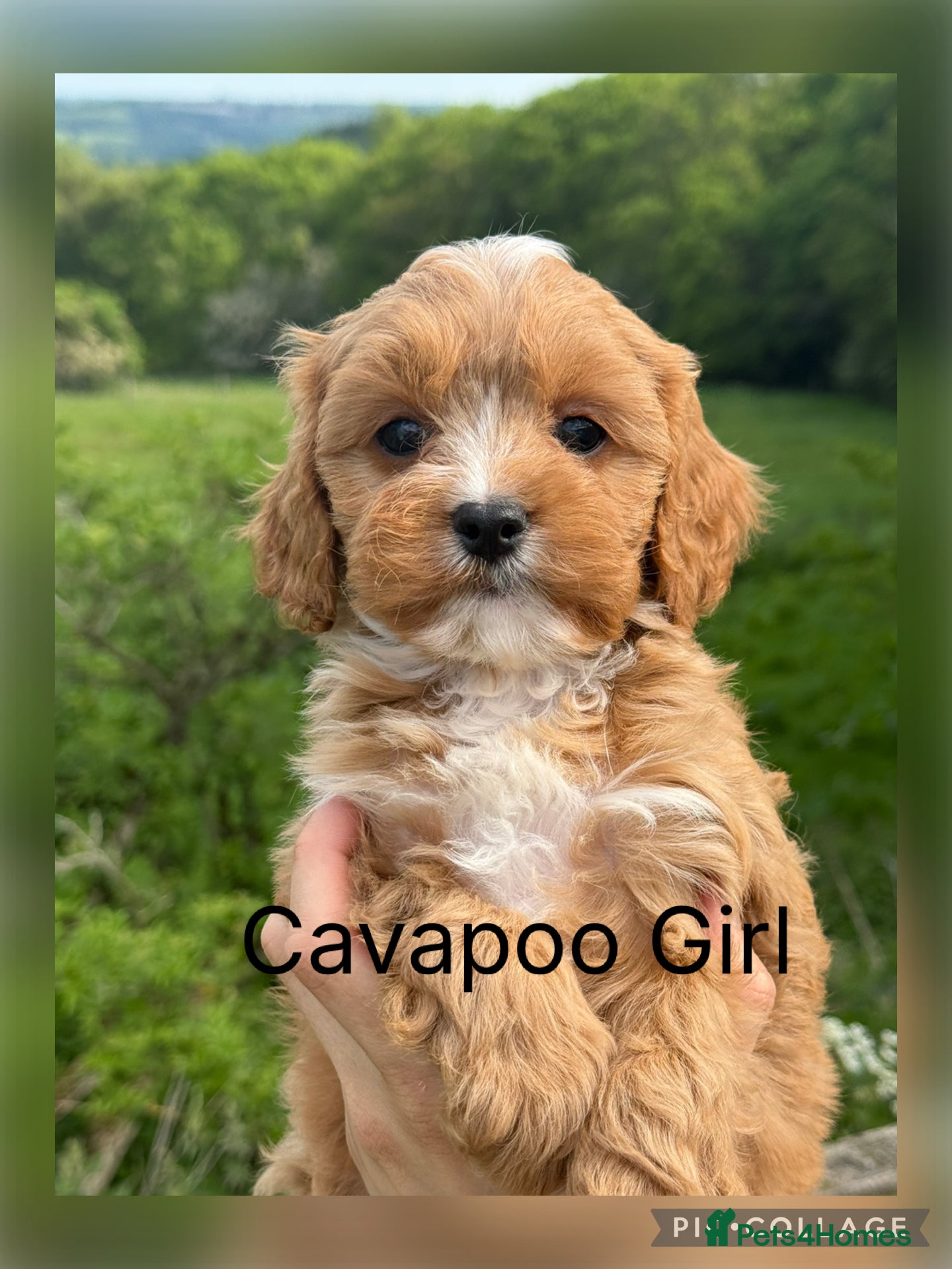 Cavapoo dogs Stunning F1 Red Cavapoo Girl ready now  - Advert 1
