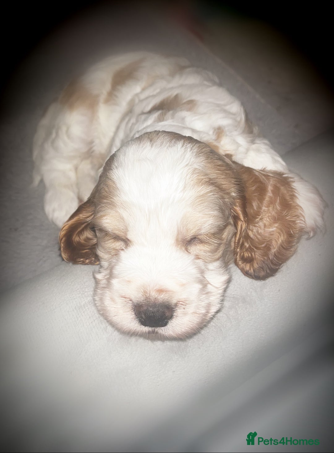 Cocker Spaniel dogs for sale: FAMILY RAISED SHOW TYPE COCKER SPANIEL PUPPIES - Advert 6