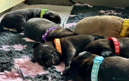 Staffordshire Bull Terrier dogs for sale: Pedigree Staffordshire Bull Terrier Puppies - Image 8