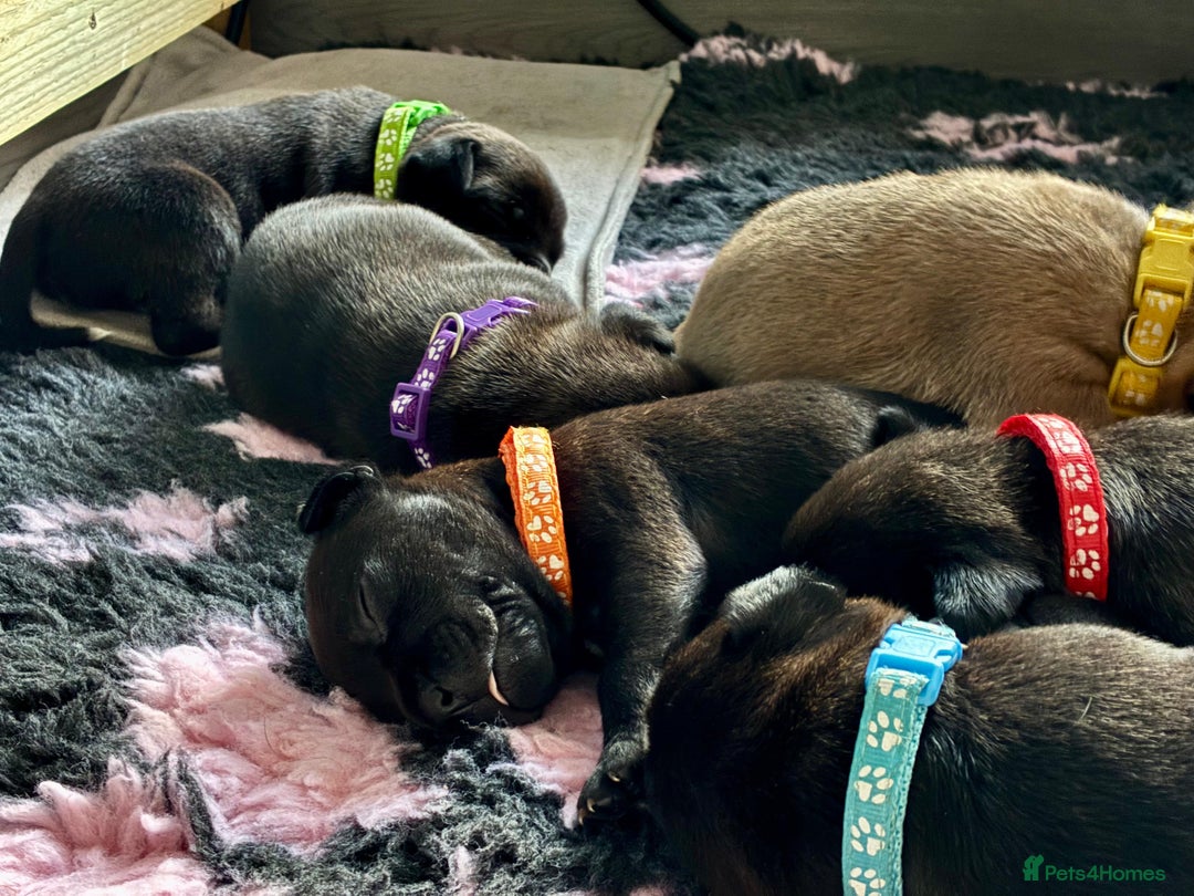 Staffordshire Bull Terrier dogs for sale: Pedigree Staffordshire Bull Terrier Puppies - Image 8