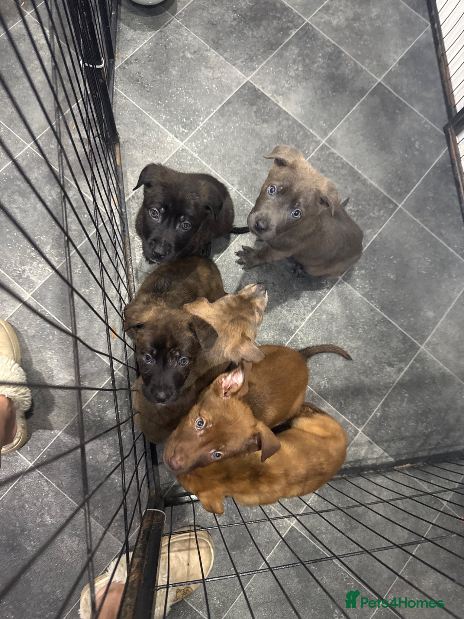 Mixed Breed dogs Ready to meet you new best friend  - Advert 2
