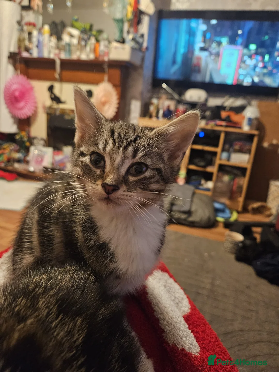 Mixed Breed cats for sale: three adorable tabby kittens - Advert 2