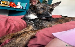Mixed Breed dogs for sale: Belgian malinois x lurcher 10 months  - Image 2