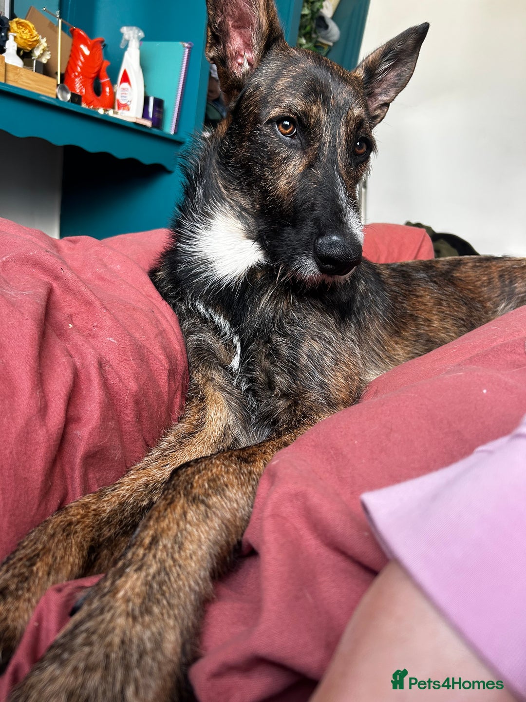 Mixed Breed dogs for sale: Belgian malinois x lurcher 10 months  - Image 2