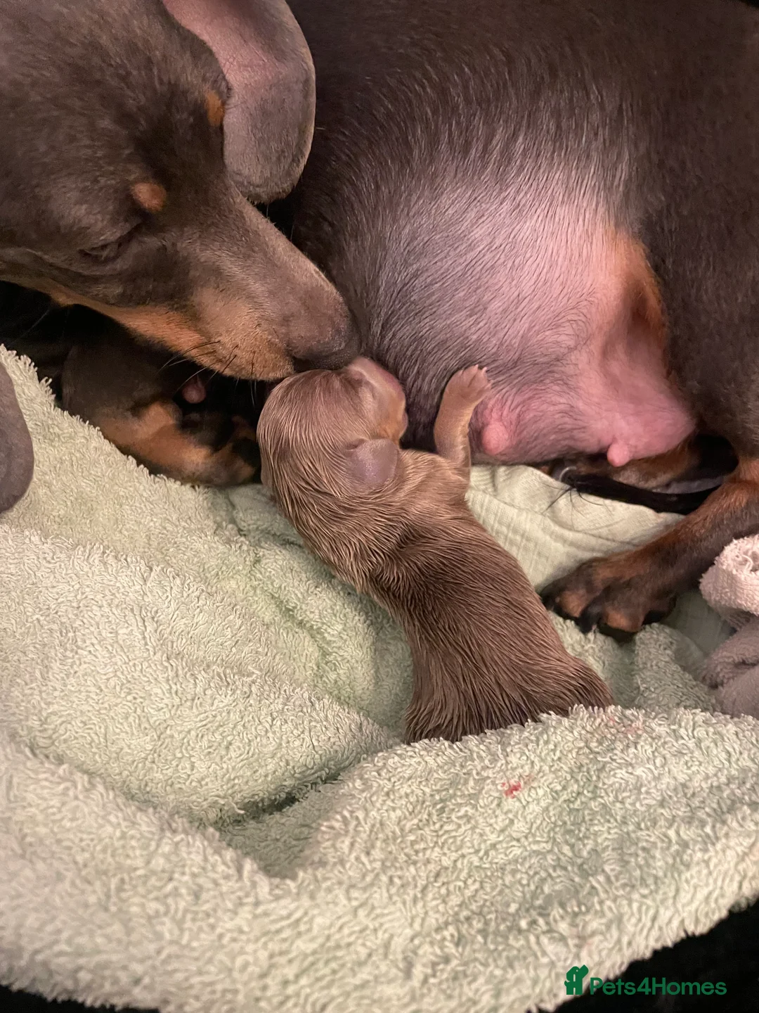 Miniature Dachshund dogs for sale: Miniature short haired dachshund in Nottingham - Advert 15