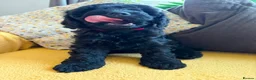 Cavapoo dogs for sale: READY NOW Beautiful f1b black Cavapoos DNA Clear  - Advert 21