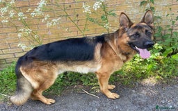 German Shepherd dogs for sale: Litter of puppies with a World Class Pedigree  - Advert 5