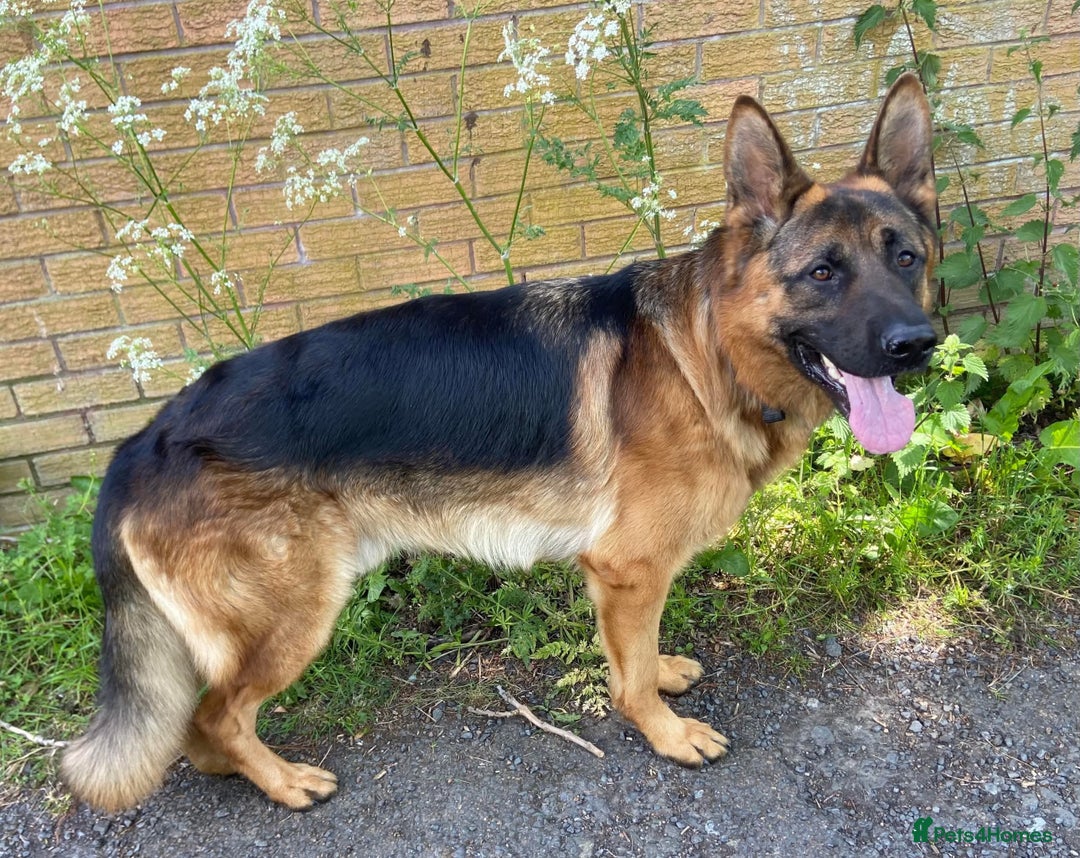 German Shepherd dogs for sale: Litter of puppies with a World Class Pedigree  - Advert 5