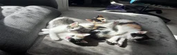 Mixed Breed cats for sale: 4 beautiful kittens ready to leave  - Advert 6