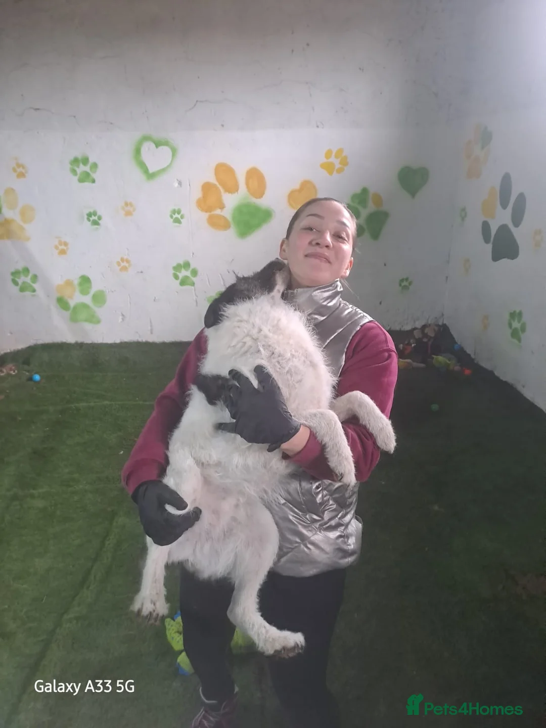 Mixed Breed dogs for adoption: FROM the DEATH ROW TO DEVOTED MUM - Advert 3