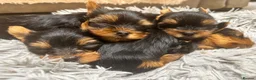 Yorkshire Terrier dogs for sale: Mini Yorkshire Terrier Puppies  - Advert 11