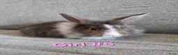 Lionhead rabbits for sale: Lion head babies very fluffy & tame ☆READY NOW - Advert 7