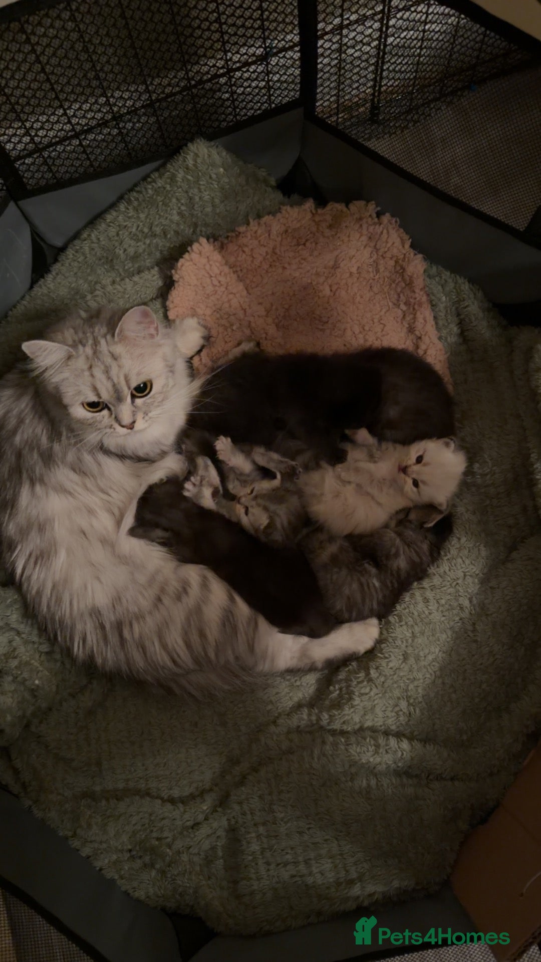 Persian cats Pure bred Chinchilla Persians  - Advert 14