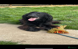 Cocker Spaniel dogs for stud: Cocker spaniel for STUD - Image 3