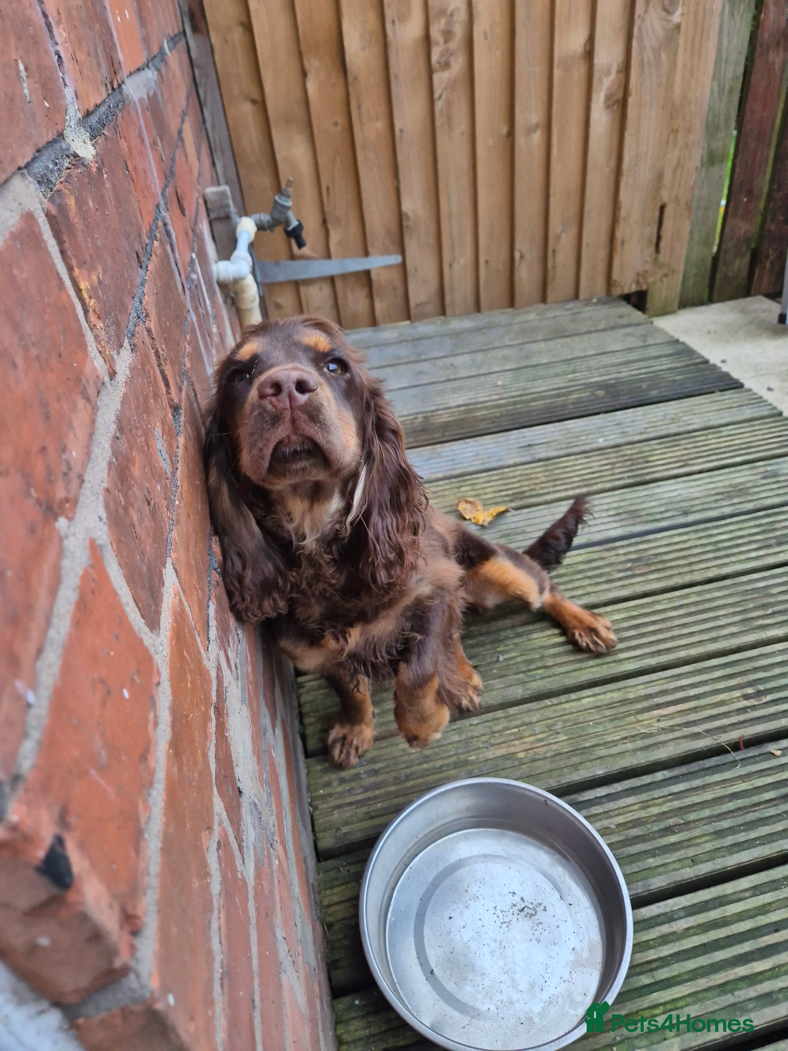 Cocker Spaniel dogs 8 months old cocker spaniel (Ellie) - Advert 1